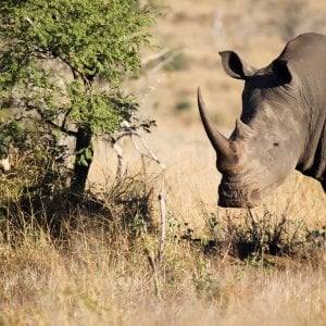 rinoceronte kruger park
