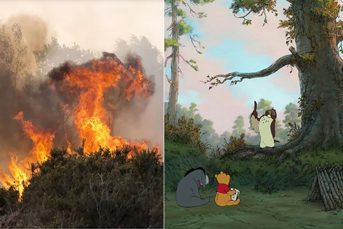 incendio foresta winnie the pooh