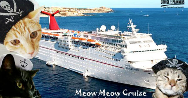 meow cruise